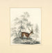 Ein Hirsch - Henry Thomas Alken — Ansicht des Kunstwerks