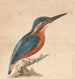 Ein Eisvogel - Thomas Atwood — Ansicht des Kunstwerks