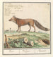 Vos Vulpes vulpes Vos Vulpes Renard - Anselmus Botius de Boodt — Ansicht des Kunstwerks
