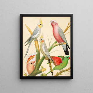 W A Blakston - Cockateels Roseate Cockatoo Leadbeaters Cockatoo ScalyBreasted Parrakeet.webp