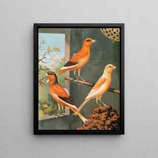 W A Blakston - Norwich CanariesVariegated YellowClear Buff And EvenlyMarked Yellow.webp