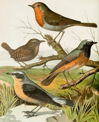 W A Blakston - Robin Wren Redstart Wheatear.webp