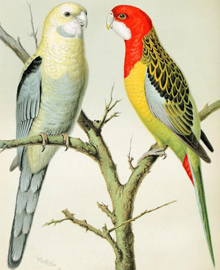 W A Blakston - Rosella Parrakeets.webp