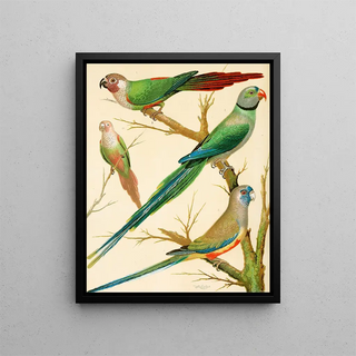 W A Blakston - WhiteEared Conures Malabar Parrakeet Blue Bonnet Parrakeet.webp