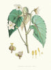 Begonia Cathcartii H f und T - Walter Hood Fitch — Ansicht des Kunstwerks