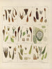 Botanischer Cryptogamen-Kunstdruck der Reise in die Antarktis der Schiffe HM Discovery Erebus und Terror in den Jahren 1839 Pl01 - Walter Hood Fitch — Ansicht des Kunstwerks