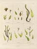 Botanisches Cryptogam-Gemälde der Reise in die Antarktis der Schiffe HM Discovery Erebus und Terror in den Jahren 1839 Pl04 - Walter Hood Fitch — Ansicht des Kunstwerks