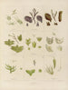 Botanisches Cryptogamengemälde der Reise in die Antarktis der Schiffe HM Discovery Erebus und Terror in den Jahren 1839 Pl09 - Walter Hood Fitch — Ansicht des Kunstwerks