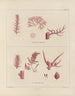 Botanisches Cryptogamengemälde der Reise in die Antarktis der Schiffe HM Discovery Erebus und Terror in den Jahren 1839–1840 - Walter Hood Fitch — Ansicht des Kunstwerks