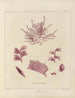 Botanischer Cryptogamen-Kunstdruck der Reise in die Antarktis der Schiffe HM Discovery Erebus und Terror in den Jahren 1839–1840 - Walter Hood Fitch — Ansicht des Kunstwerks