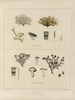 Botanischer Cryptogamen-Kunstdruck der Reise in die Antarktis der Schiffe HM Discovery Erebus und Terror in den Jahren 1839 Pl23 - Walter Hood Fitch — Ansicht des Kunstwerks
