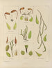 Botanisches Cryptogamengemälde der Reise in die Antarktis der Schiffe HM Discovery Erebus und Terror in den Jahren 1839 Pl29 - Walter Hood Fitch — Ansicht des Kunstwerks