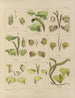 Botanischer Cryptogamen-Kunstdruck der Reise in die Antarktis der Schiffe HM Discovery Erebus und Terror in den Jahren 1839 Pl30 - Walter Hood Fitch — Ansicht des Kunstwerks
