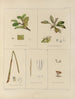 Botanischer Cryptogamen-Kunstdruck der Reise in die Antarktis der Schiffe HM Discovery Erebus und Terror in den Jahren 1839 Pl37 - Walter Hood Fitch — Ansicht des Kunstwerks