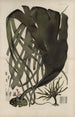 Botanisches Cryptogam-Gemälde der antarktischen Reise der Entdeckerschiffe SM Erebus und Terror im Jahr 1839 Pl39 - Walter Hood Fitch — Ansicht des Kunstwerks