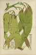 Botanisches Cryptogam-Gemälde der antarktischen Reise der Entdeckerschiffe SM Erebus und Terror im Jahr 1839 Pl40 - Walter Hood Fitch — Ansicht des Kunstwerks