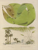 Botanischer Cryptogamen-Kunstdruck der Reise in die Antarktis der Schiffe HM Discovery Erebus und Terror in den Jahren 1839 Pl42 - Walter Hood Fitch — Ansicht des Kunstwerks