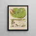 Botanischer Cryptogamen-Kunstdruck der Reise in die Antarktis der Schiffe HM Discovery Erebus und Terror in den Jahren 1839 Pl42 - Walter Hood Fitch — gerahmtes Bild an der Wand
