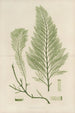 Botanisches Cryptogam-Gemälde der antarktischen Reise der Entdeckerschiffe SM Erebus und Terror im Jahr 1839 Pl43 - Walter Hood Fitch — Ansicht des Kunstwerks