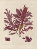 Botanisches Cryptogamengemälde der Reise in die Antarktis der Schiffe HM Discovery Erebus und Terror in den Jahren 1839 Pl46 - Walter Hood Fitch — Ansicht des Kunstwerks