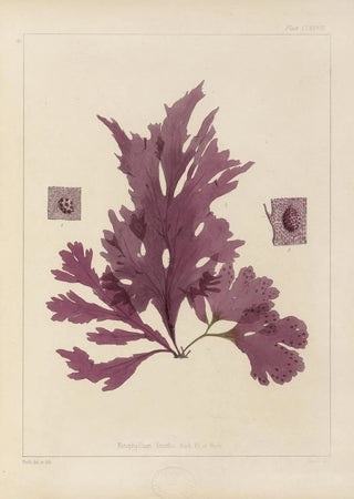 Walter Hood Fitch - Cryptogamic botany of the Antarctic voyage of HM Discovery ships Erebus and Terror in the years 1839 Pl48.webp