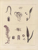 Botanischer Cryptogamen-Kunstdruck der Reise in die Antarktis der Schiffe HM Discovery Erebus und Terror in den Jahren 1839 Pl56 - Walter Hood Fitch — Ansicht des Kunstwerks