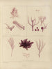 Botanischer Cryptogamen-Kunstdruck der Reise in die Antarktis der Schiffe HM Discovery Erebus und Terror in den Jahren 1839 Pl59 - Walter Hood Fitch — Ansicht des Kunstwerks
