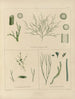 Botanischer Kryptogamen-Kunstdruck des Reiseberichts in die Antarktis der Schiffe HM Discovery Erebus und Terror in den Jahren 1839 Pl60 - Walter Hood Fitch — Ansicht des Kunstwerks
