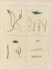 Botanischer Cryptogamen-Kunstdruck der Reise in die Antarktis der Schiffe HM Discovery Erebus und Terror in den Jahren 1839 Pl61 - Walter Hood Fitch — Ansicht des Kunstwerks