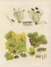 Botanischer Kryptogamen-Kunstdruck des Reiseberichts in die Antarktis der Schiffe HM Discovery Erebus und Terror in den Jahren 1839 Pl65 - Walter Hood Fitch — Ansicht des Kunstwerks