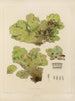 Botanisches Cryptogamengemälde der Reise in die Antarktis der Schiffe HM Discovery Erebus und Terror in den Jahren 1839 Pl66 - Walter Hood Fitch — Ansicht des Kunstwerks