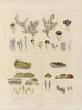 Botanisches Cryptogam-Gemälde der Reise in die Antarktis der Schiffe HM Discovery Erebus und Terror in den Jahren 1839 Pl67 - Walter Hood Fitch — Ansicht des Kunstwerks