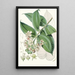 Duabanga Sonneratioides Ham - Walter Hood Fitch — gerahmtes Bild an der Wand
