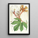 Hodgsonia Heteroclita Hook fil et Thoms Pflanze männlich - Walter Hood Fitch — gerahmtes Bild an der Wand