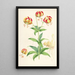 Lilium Californicum - Walter Hood Fitch — gerahmtes Bild an der Wand
