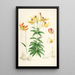Lilium Canadense - Walter Hood Fitch — gerahmtes Bild an der Wand