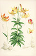 Lilium Canadense - Walter Hood Fitch — Ansicht des Kunstwerks