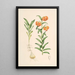 Lilium Carniolicum - Walter Hood Fitch — gerahmtes Bild an der Wand