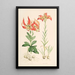 Lilium Carolinianum - Walter Hood Fitch — gerahmtes Bild an der Wand