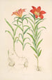 Lilium Davuricum - Walter Hood Fitch — Ansicht des Kunstwerks