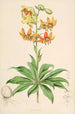 Lilium Hansoni - Walter Hood Fitch — Ansicht des Kunstwerks