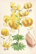 Lilium Humboldti - Walter Hood Fitch — Ansicht des Kunstwerks