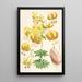 Lilium Humboldti - Walter Hood Fitch — gerahmtes Bild an der Wand