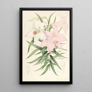 Walter Hood Fitch - Lilium Japonicum.webp