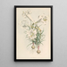 Lilium Philipinense - Walter Hood Fitch — gerahmtes Bild an der Wand