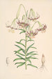 Lilium Polyphyllum - Walter Hood Fitch — Ansicht des Kunstwerks