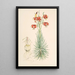 Lilium Pomponium - Walter Hood Fitch — gerahmtes Bild an der Wand