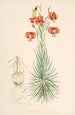 Lilium Pomponium - Walter Hood Fitch — Ansicht des Kunstwerks