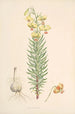 Lilium Pyrenaicum - Walter Hood Fitch — Ansicht des Kunstwerks