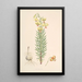 Lilium Pyrenaicum - Walter Hood Fitch — gerahmtes Bild an der Wand